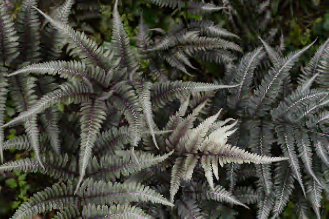 Input Image